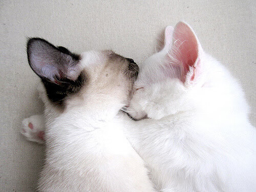 开云体育中国-格列兹曼爆发与葡萄牙单节拉开雷恩，体育瞬间的魔幻与现实的交响