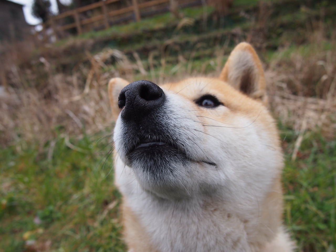 绝杀与证明，伊拉克的胜利与三笘薰的崛起
