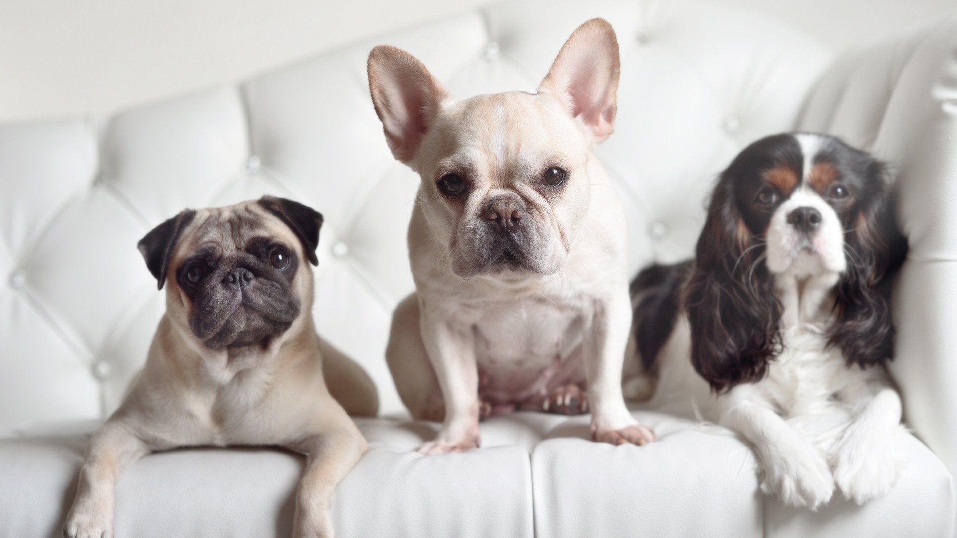 掌控节奏，保罗主导胜利，新疆力克灰熊的战术密码