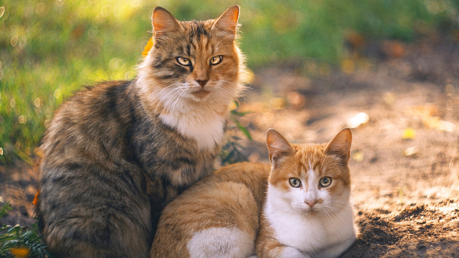 独行侠铁血防守锁死上海队，霍勒迪状态火热撑起进攻端