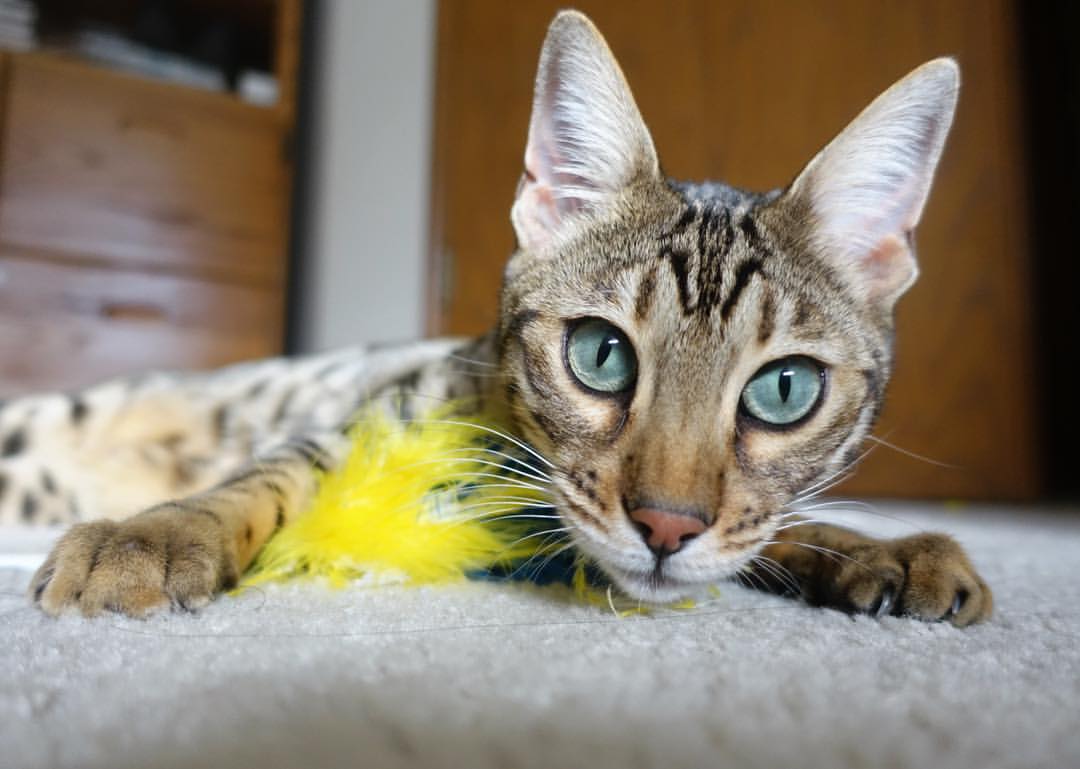 开云APP-爱德华兹关键先生助湖人速胜上海队