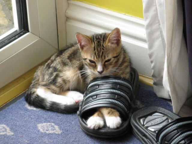 开云体育官网-窒息式防守与完美执行，快船战术压制猛龙抢七战