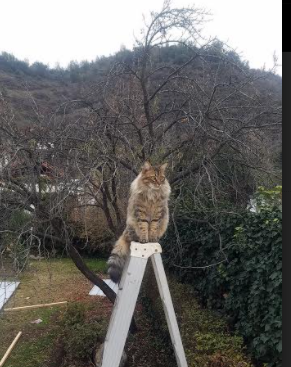 开云体育-克瓦拉茨赫利亚爆发引领尼斯友谊赛击败爱尔兰