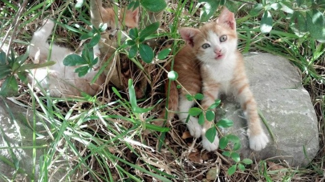 门迪一剑封喉，突尼斯在生死战中击碎瑞典的北欧神话