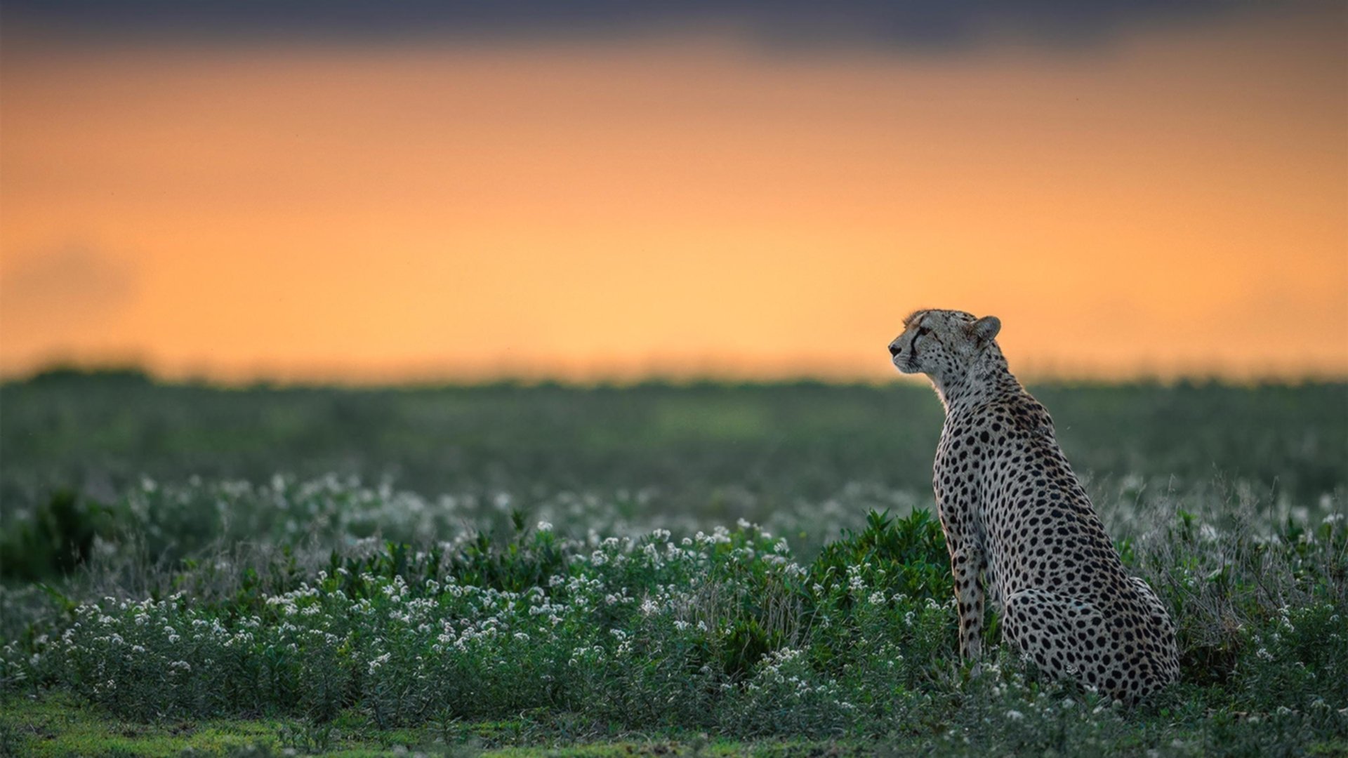 战场轴心，奥运关键夜，塔图姆攻防转换定义现代篮球