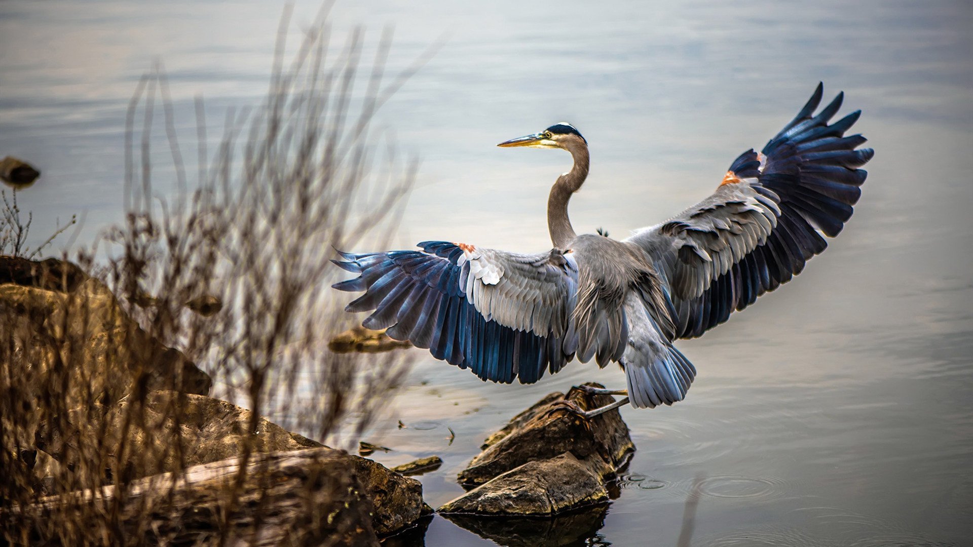 横跨太平洋的篮球对话，马克西生涯之夜与公牛对北京的降维打击
