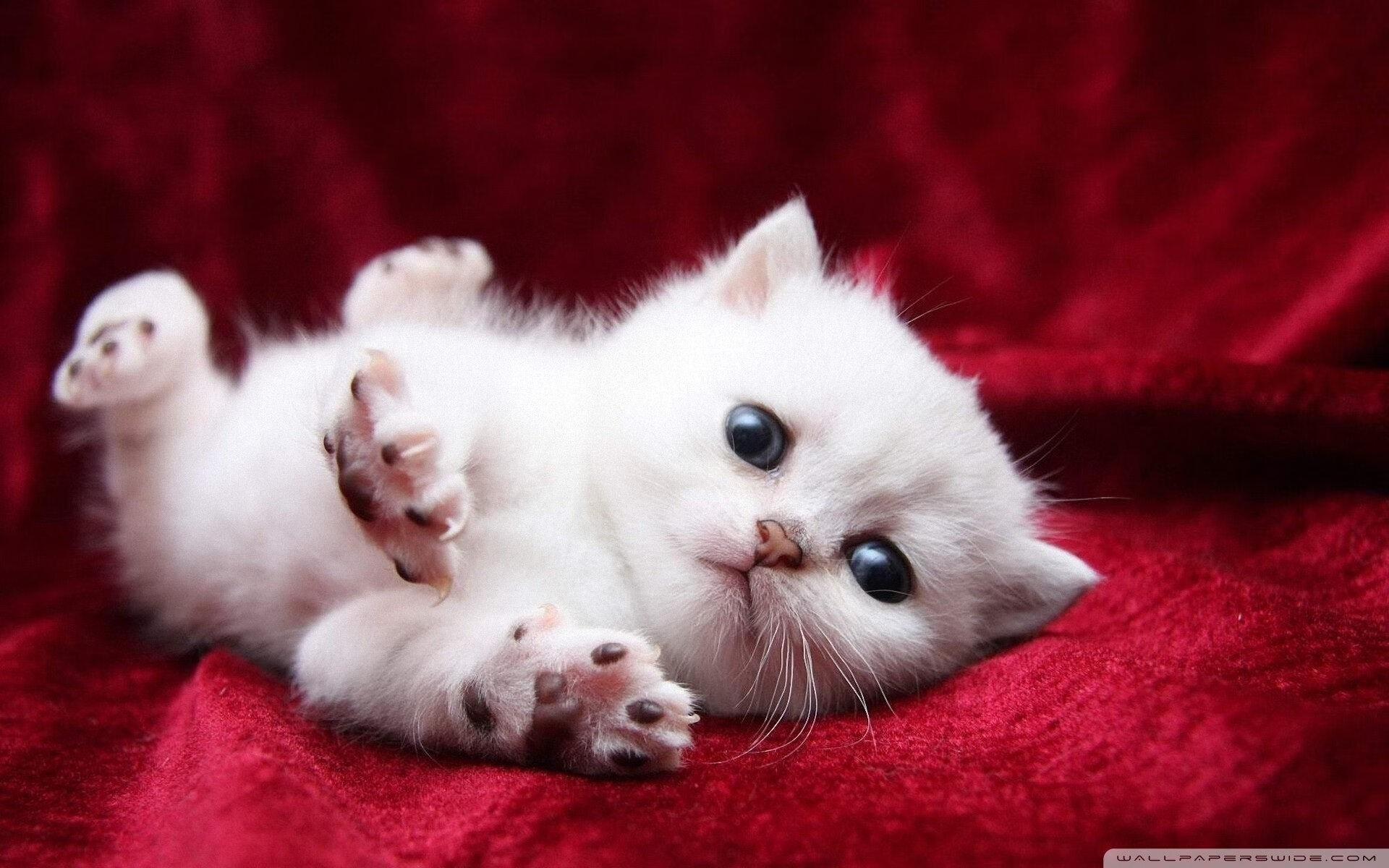 德式精密与南美野火，当钢铁交响曲压制红魔军团