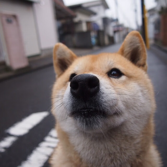 终场1.7秒，三分线外一米！武切维奇一剑封喉，山西上演惊天绝杀