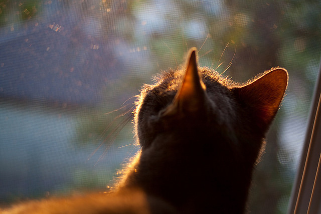 F1街道赛之夜，刹车区炸裂的光粒中，班凯罗完成巨星加冕