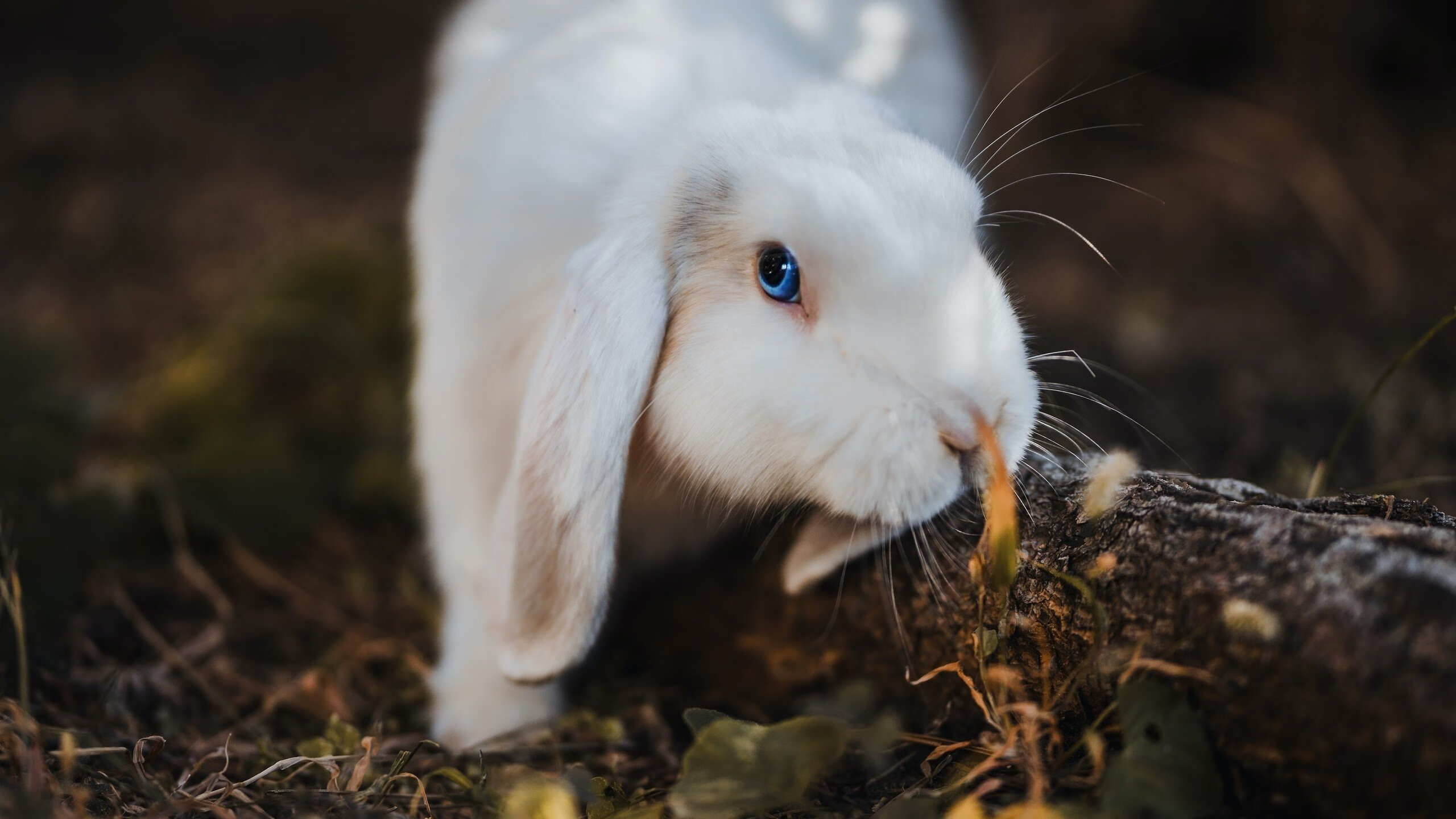 开云体育登录-德甲争冠战之夜，阿拉巴连续得分拉开差距