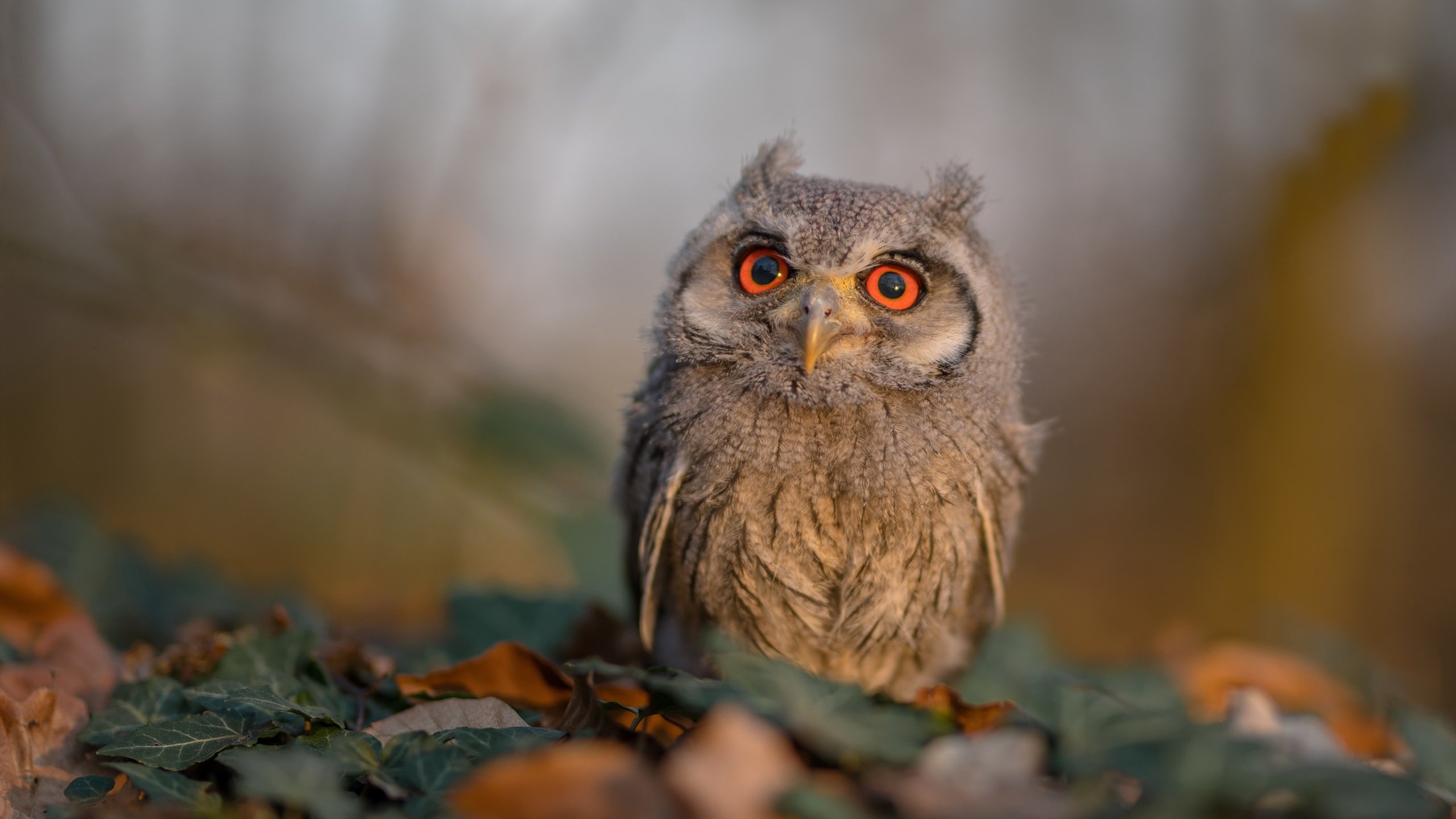 开云体育下载-乌克兰加时赛的逆袭与贝林厄姆的统治级表演，当团队韧性遇上个人天赋
