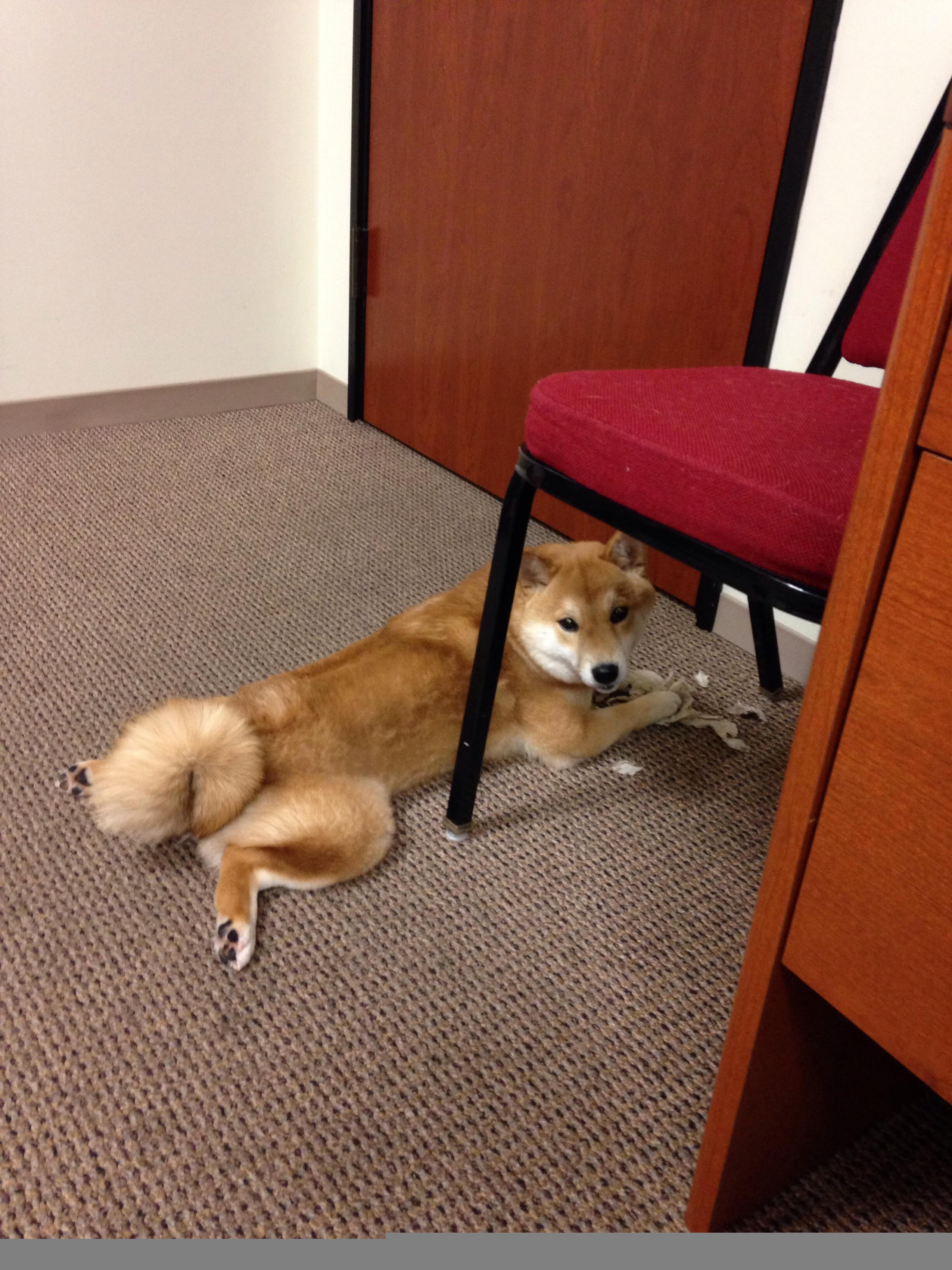 开云下载-铁血绞杀与节奏交响，解析阿根廷如何以楚阿梅尼为轴心窒息皇家社会