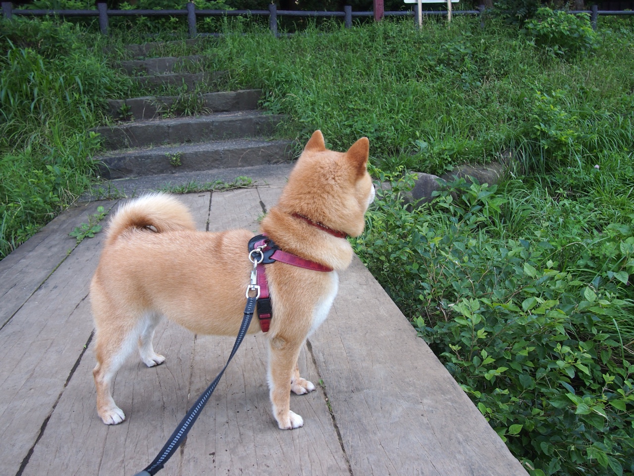 从切尔西到国家队，解析凯塞多如何用攻防统治力引领安哥拉收割墨西哥