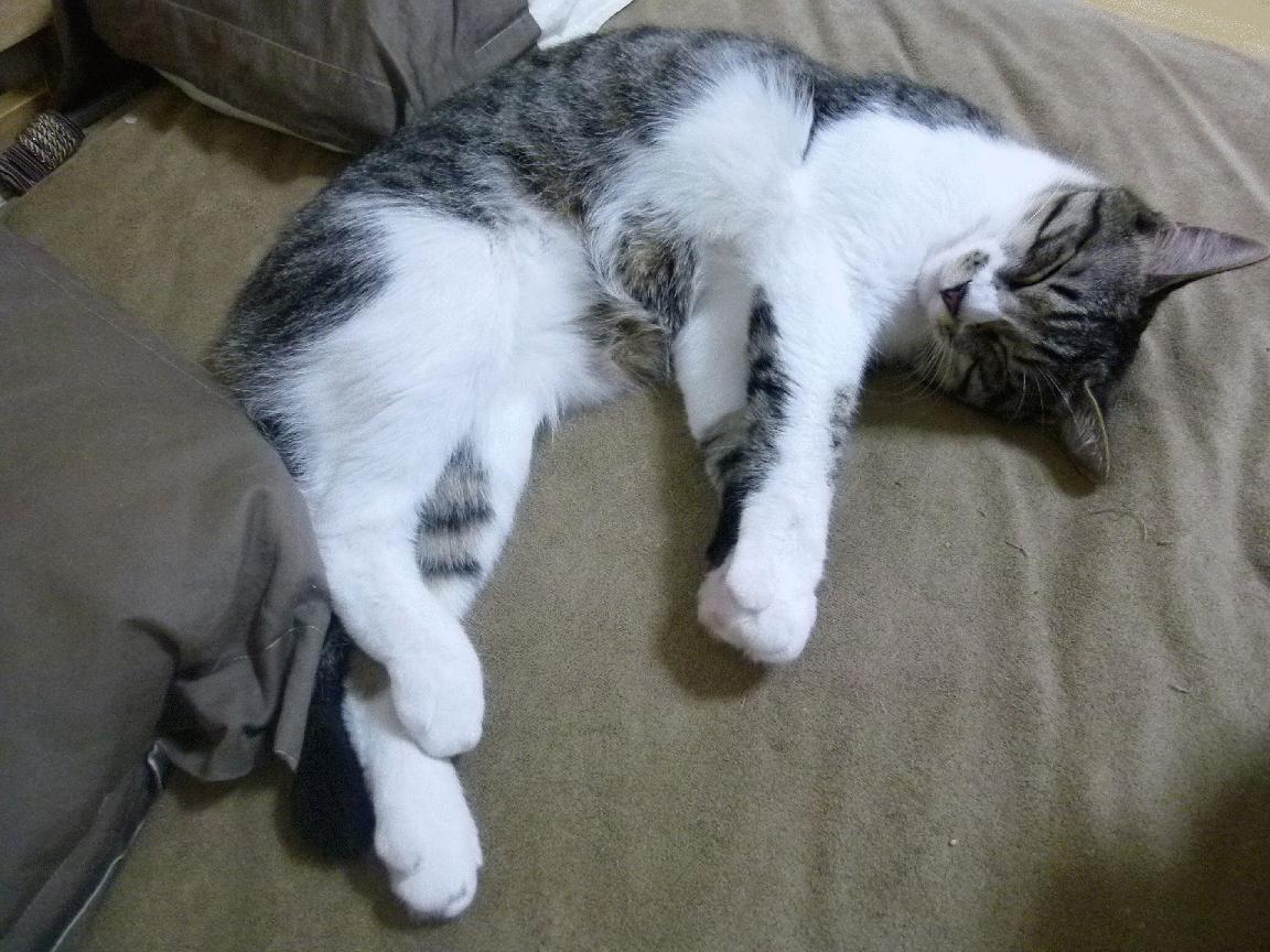 杰伦格林末节暴走，骑士惊天逆转快船